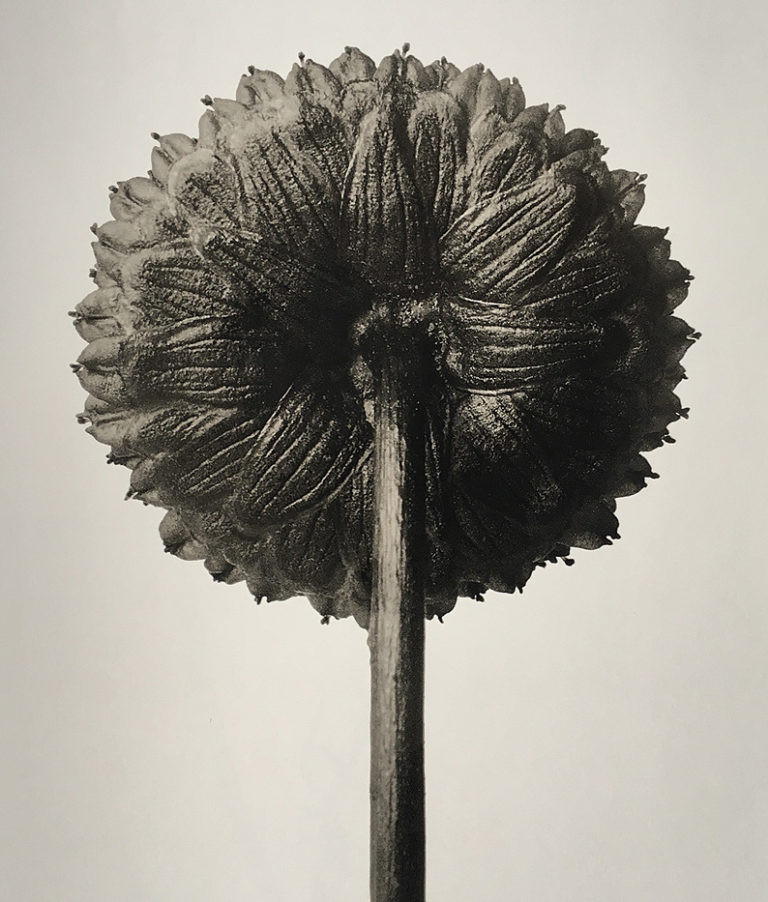 Karl Blossfeldt. Urformen der Kunst. exposición dedicada a