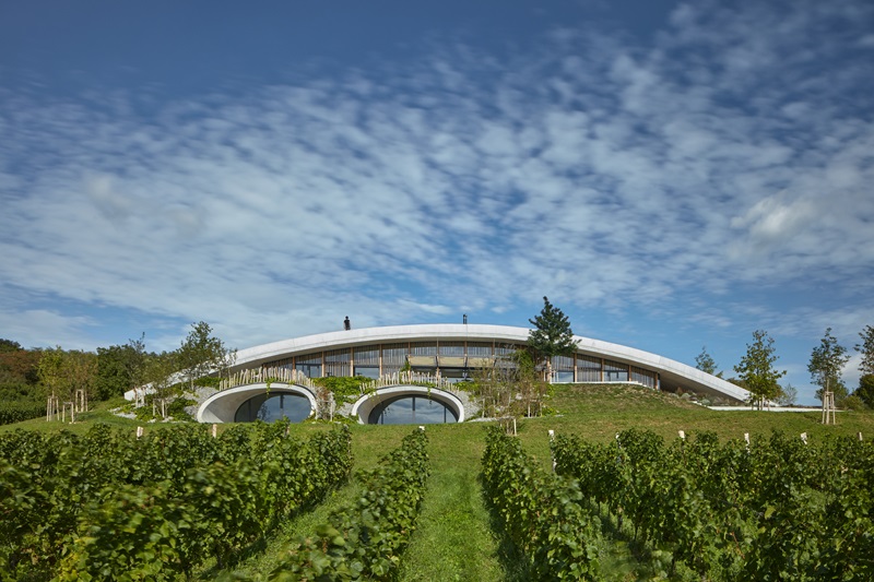 Aleš Fiala-Gurdau Winery: vista del viñedo con la bodega con arquitectura orgánica