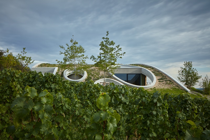 Aleš Fiala-Gurdau Winery: vista del viñedo con la bodega con arquitectura de forma orgánica con cubierta ajardinada