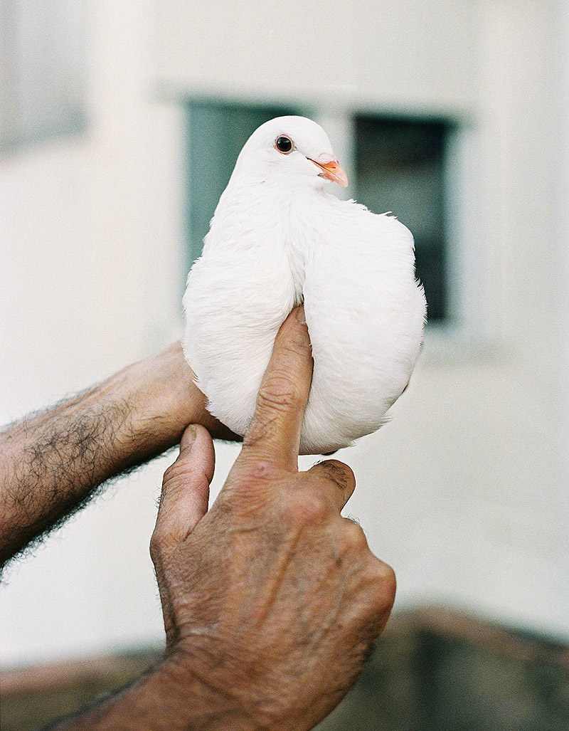 Art Photo Bcn - retrato de una paloma