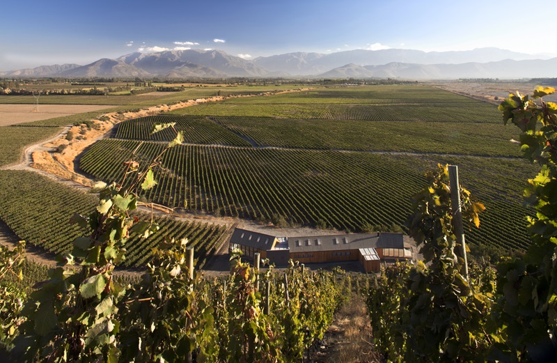 Claro-Westendarp-Arquitectos-Viña-Maipo: viñedos de Viña Maipo en Chile