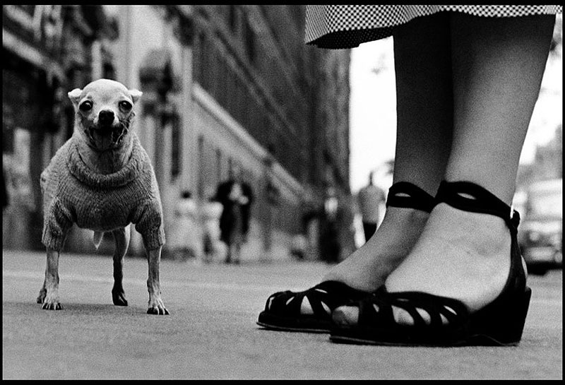 Elliott Erwitt - fotografía en blanco y negro de pies de mujer y perrito chiguagua