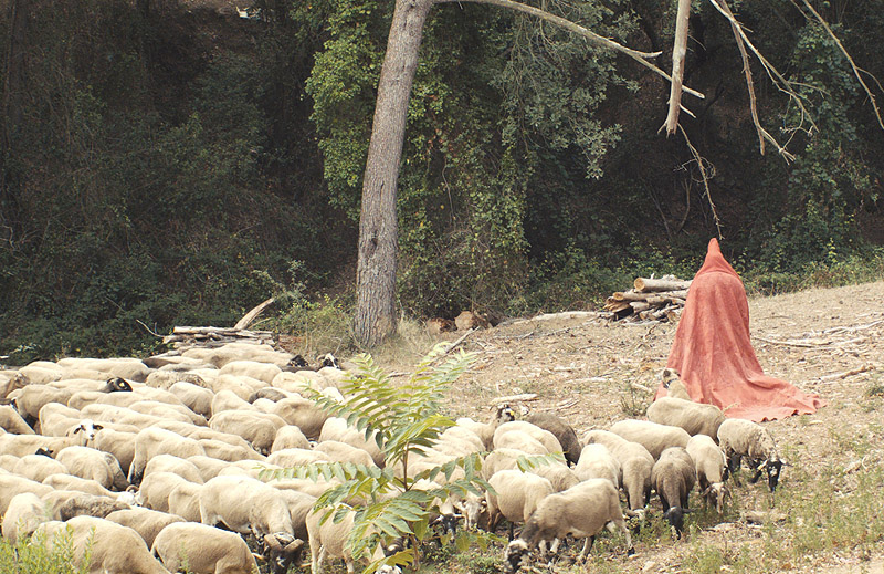 Manifesta. Foto de rebaño de ovejas.