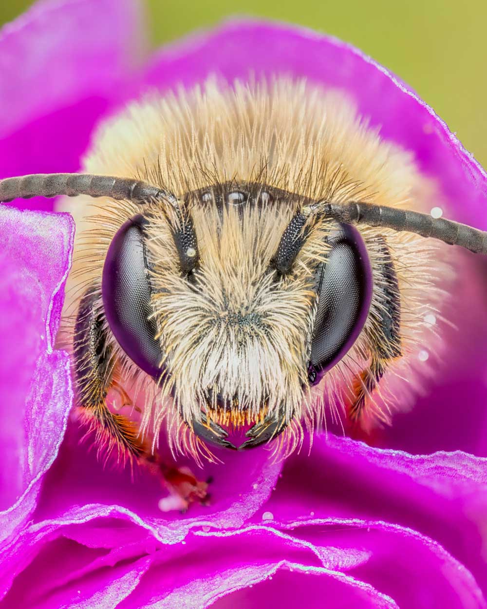 día mundial de la abeja 2024 promocion guerlain