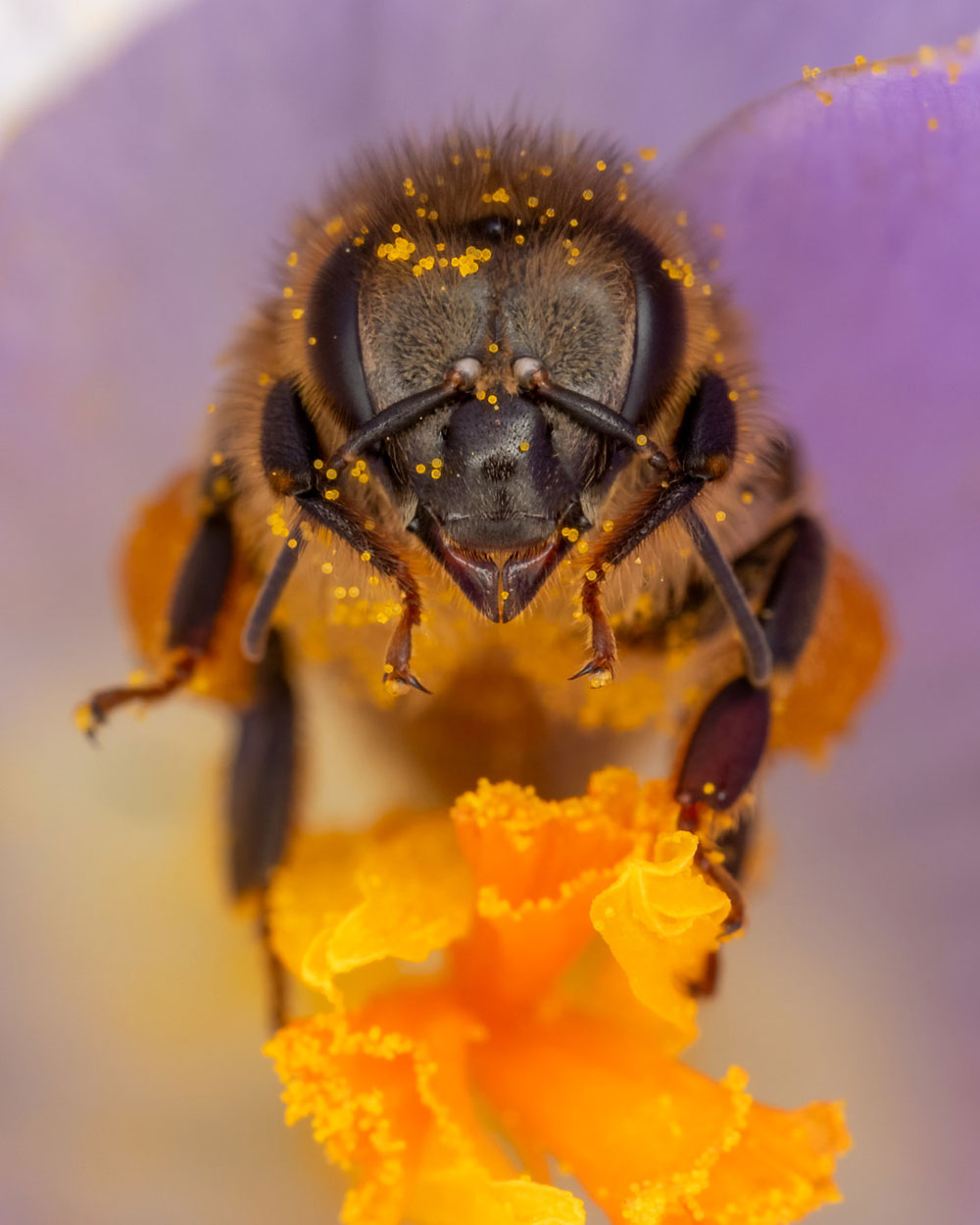 día mundial de la abeja 2024 promocion guerlain