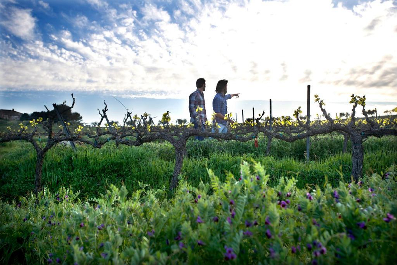Vinos naturales-productores de España: trabajadores de Finca Parera