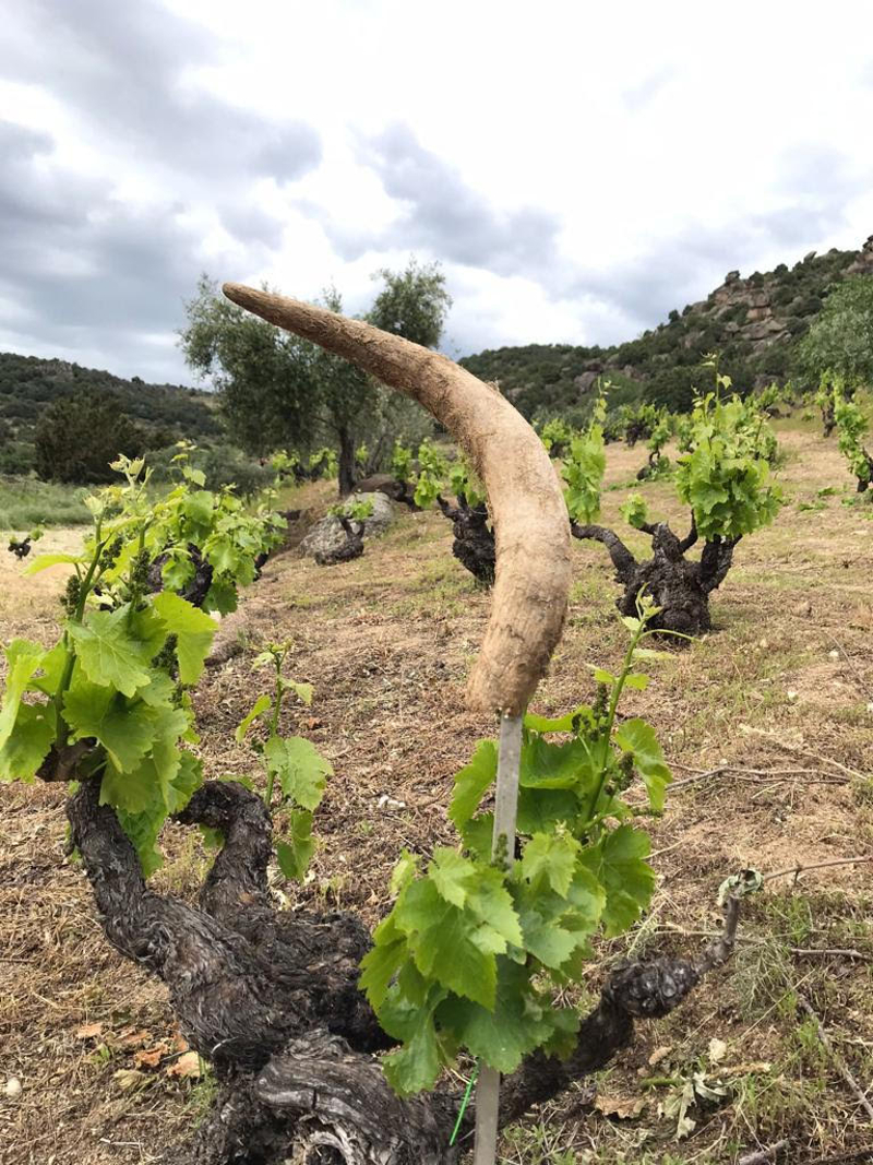 Vinos naturales-productores España: viñas