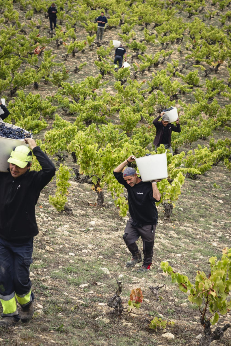 Vinos naturales-productores España: trabajadores cosechando