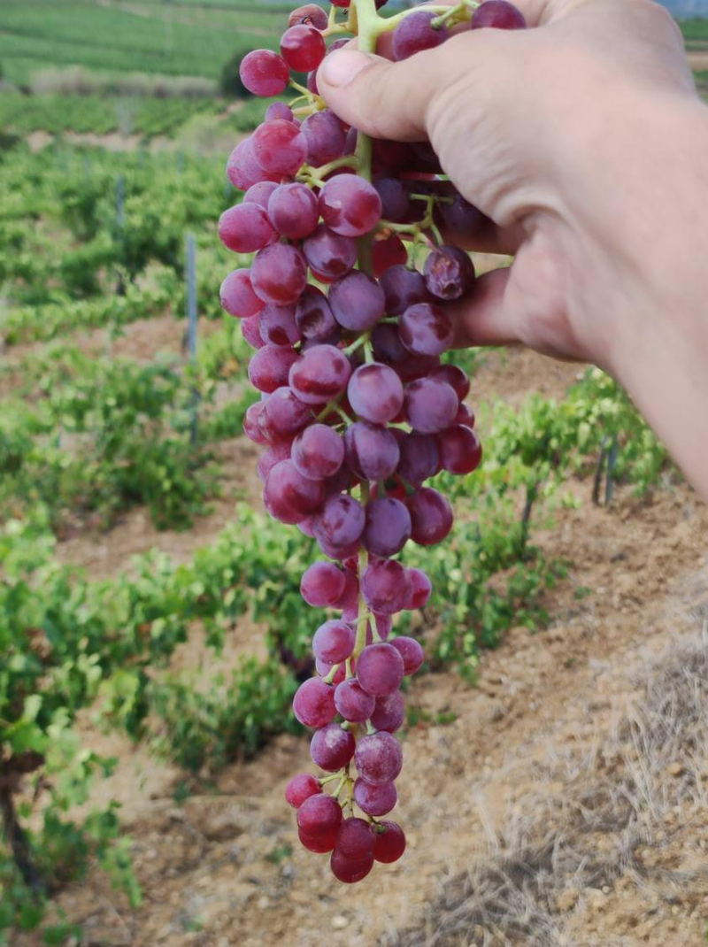 Vinos naturales productores España: racimo de uvas