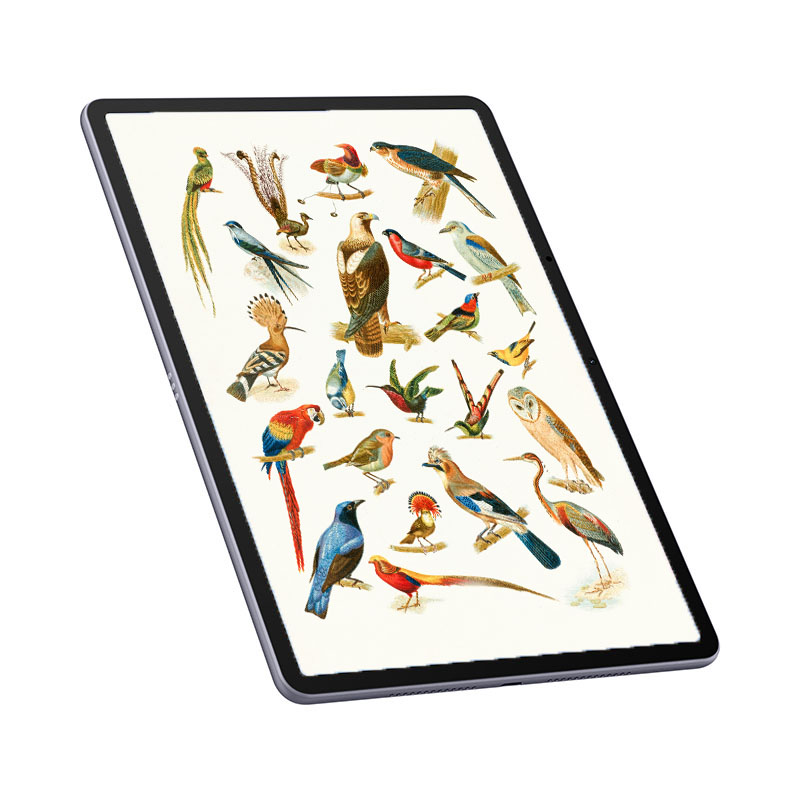 Huawei MatePad 11.5"S: diferentes ilustraciones de pájaros hecho con la tablet