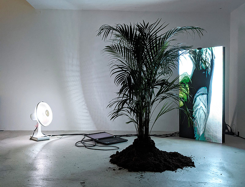 Lukas Truniger, vista de instalación artística creada con luz, pantallas LED y una planta