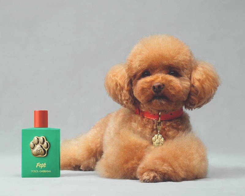 perfume perro dolce Gabbana fefe