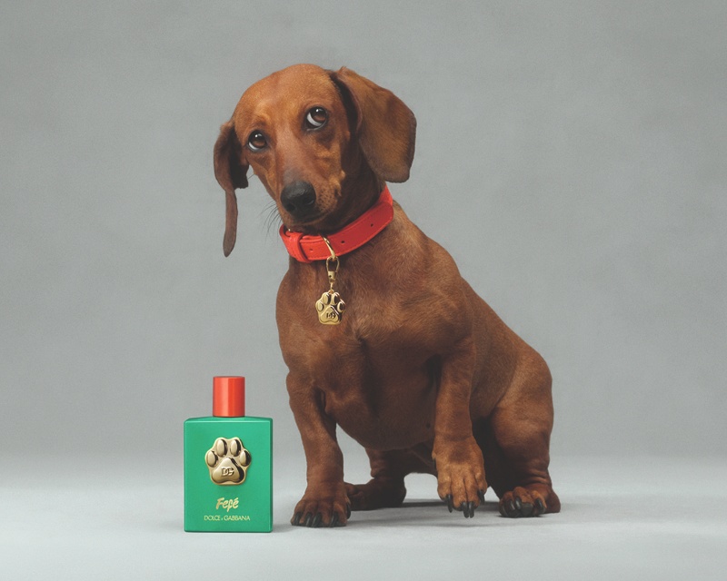 perfume perro dolce Gabbana fefe