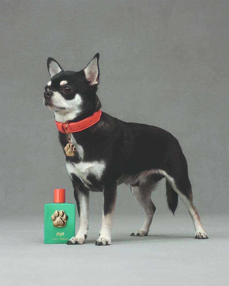 perfume perro dolce Gabbana fefe