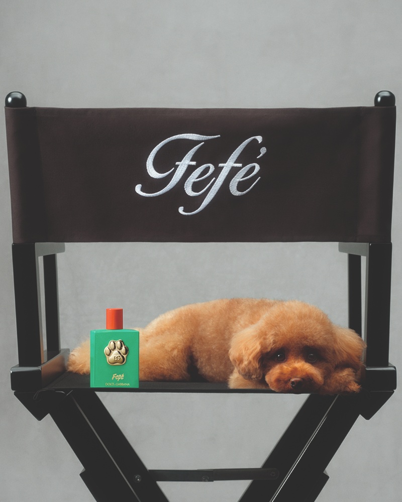 perfume perro dolce Gabbana fefe