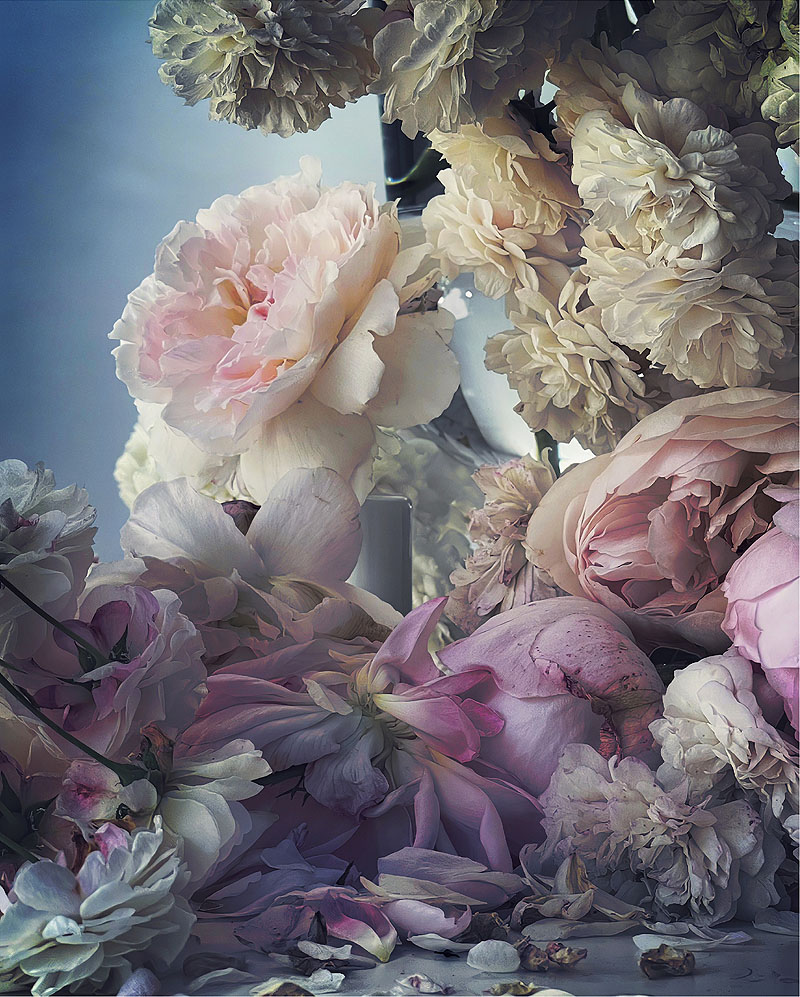 Nick Knight: Roses from my Garden - bodegón de rosas