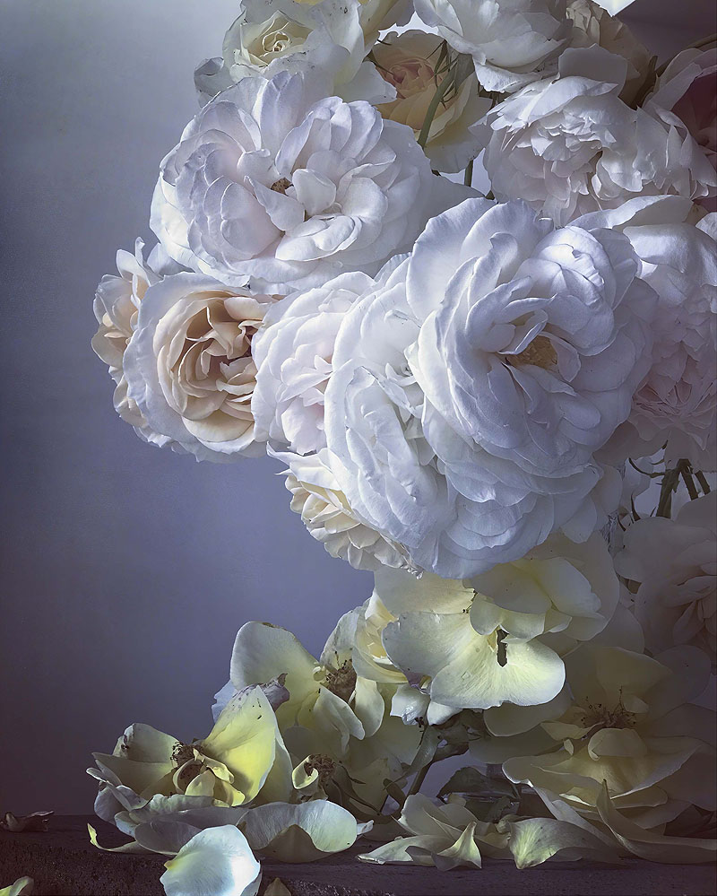 Nick Knight: Roses from my Garden - bodegón de rosas