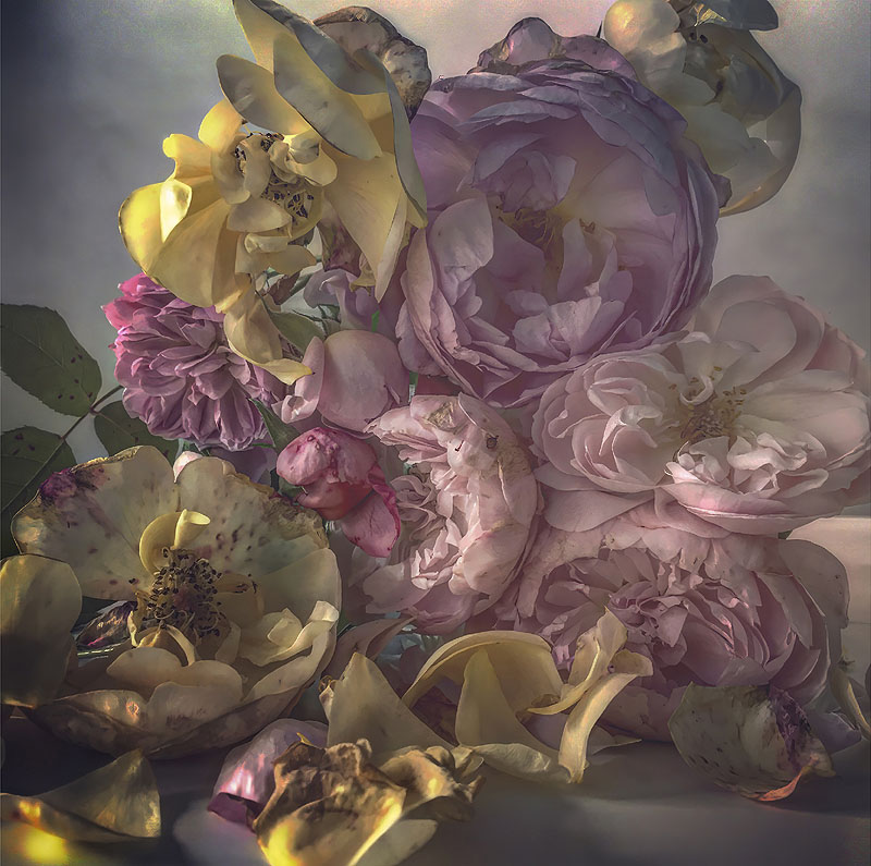 Nick Knight: Roses from my Garden - bodegón de rosas