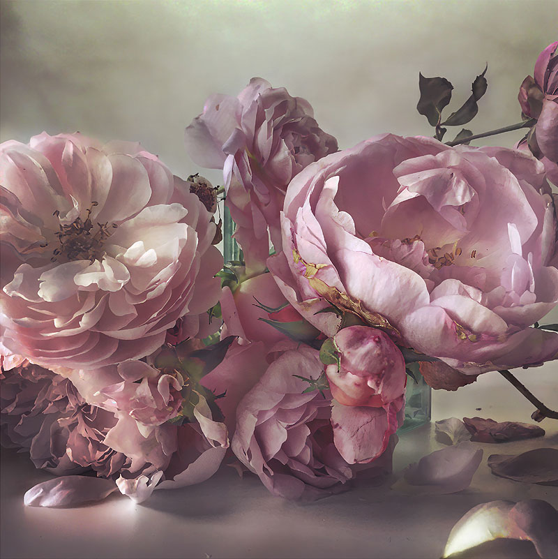 Nick Knight: Roses from my Garden - bodegón de rosas