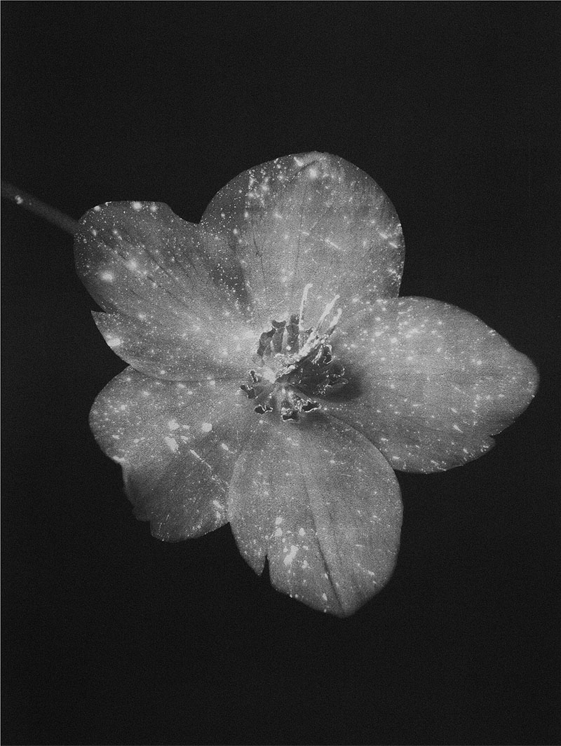 Paris Photo - fotografia de flor en blanco y negro