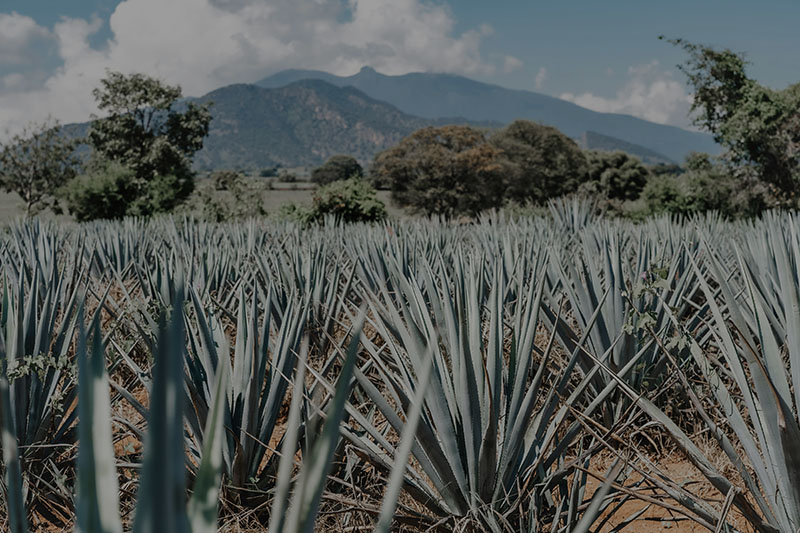 Código 1530: campo donde se cultiva el tequila natural de Pernod Ricard