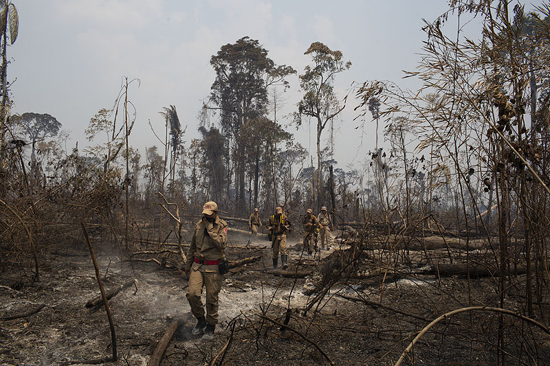 Imagen de algunos árboles tras un incendio en el Amazonas