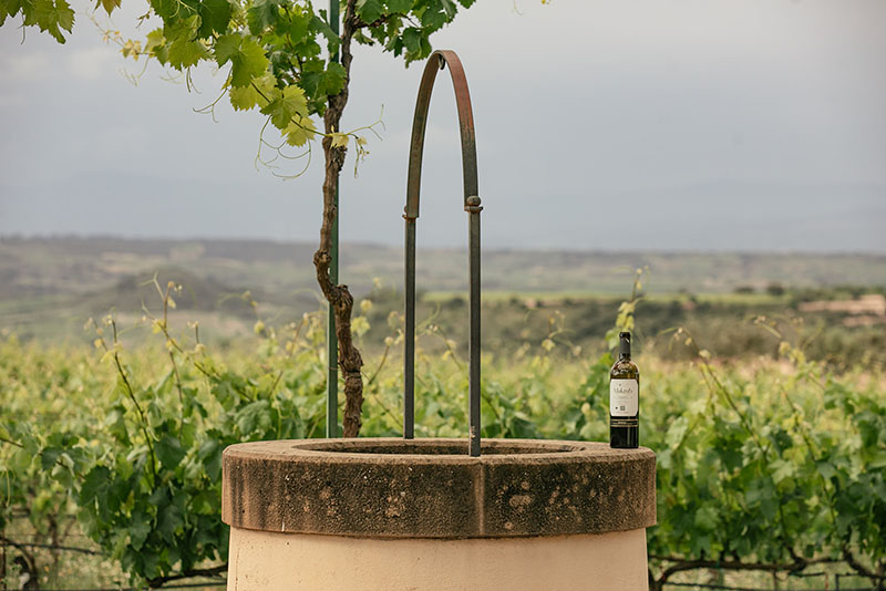 Un pozo antiguo en medio de un viñedo, con una botella de Maktub colocada sobre la estructura