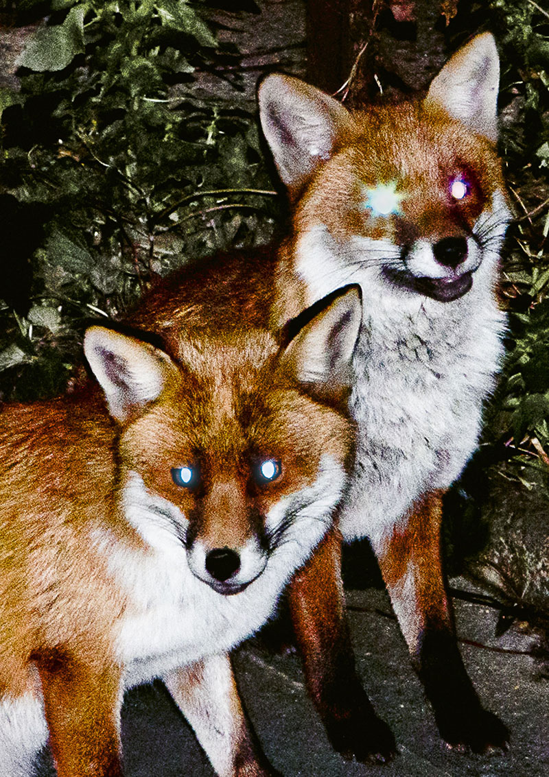 Cuando el mono encontró al zorro: la traición sin fin - foto nocturna de dos zorros