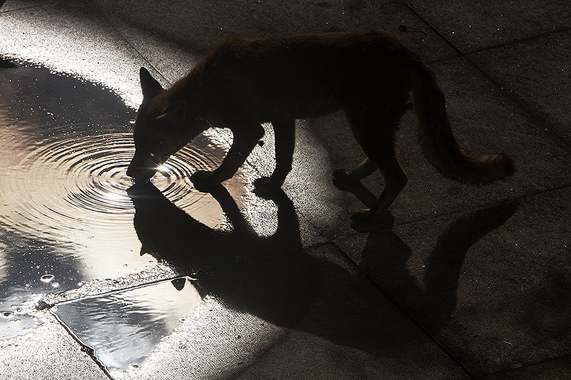 Cuando el mono encontró al zorro: la traición sin fin - foto de un zorro bebiendo