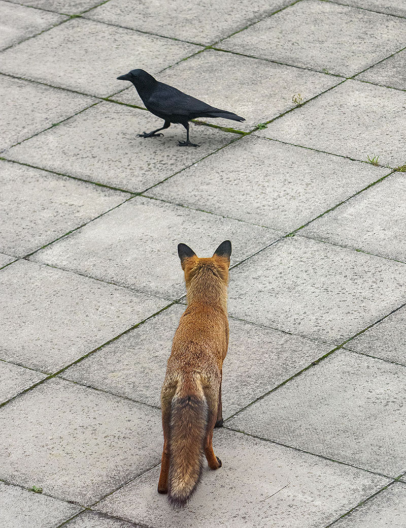 Cuando el mono encontró al zorro: la traición sin fin - foto de un zorro mirando a una urraca