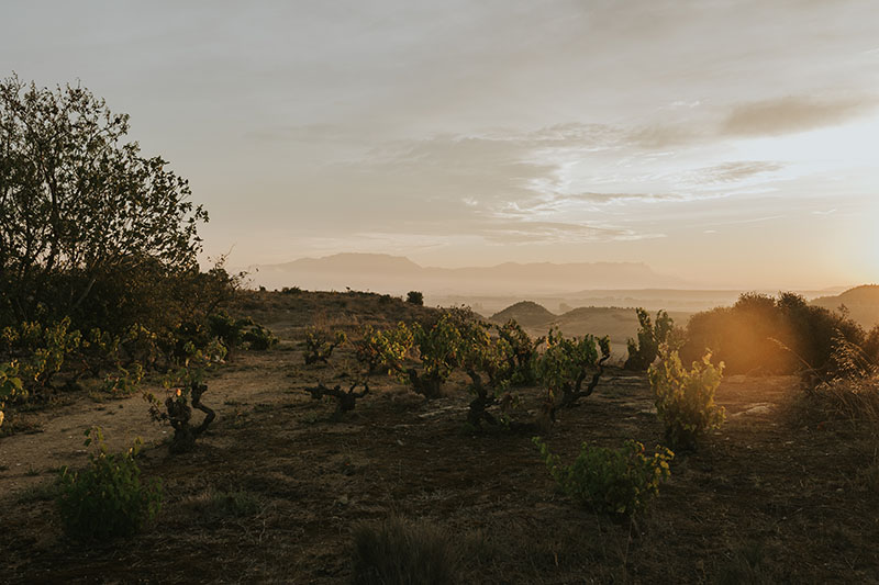 Viñedo de Guardacumbres